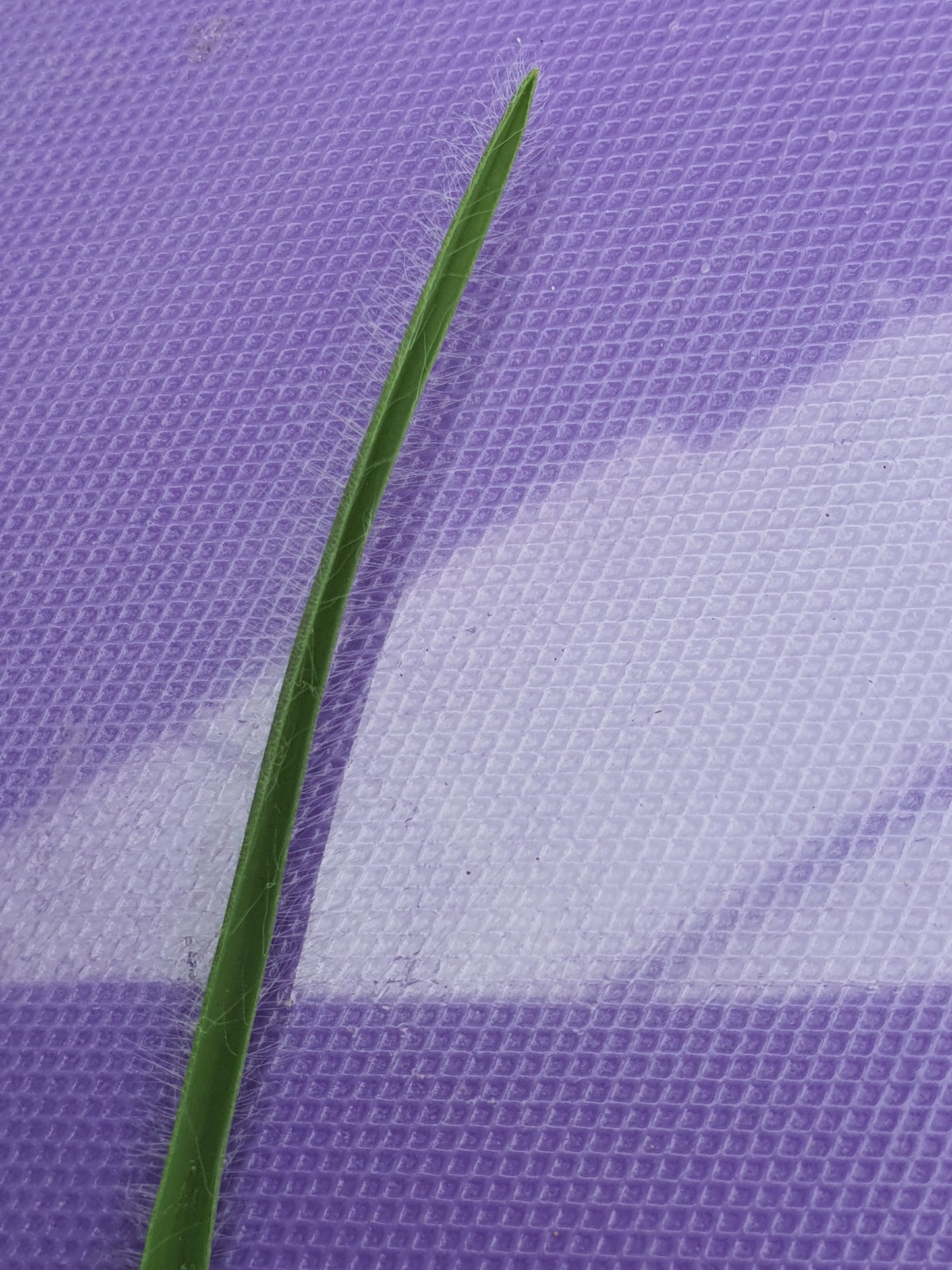 Tradescantia hirta ‘Swifttale - Cutting