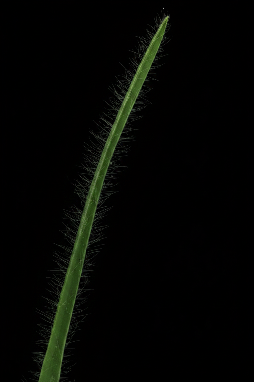 Tradescantia hirta ‘Swifttale - Cutting