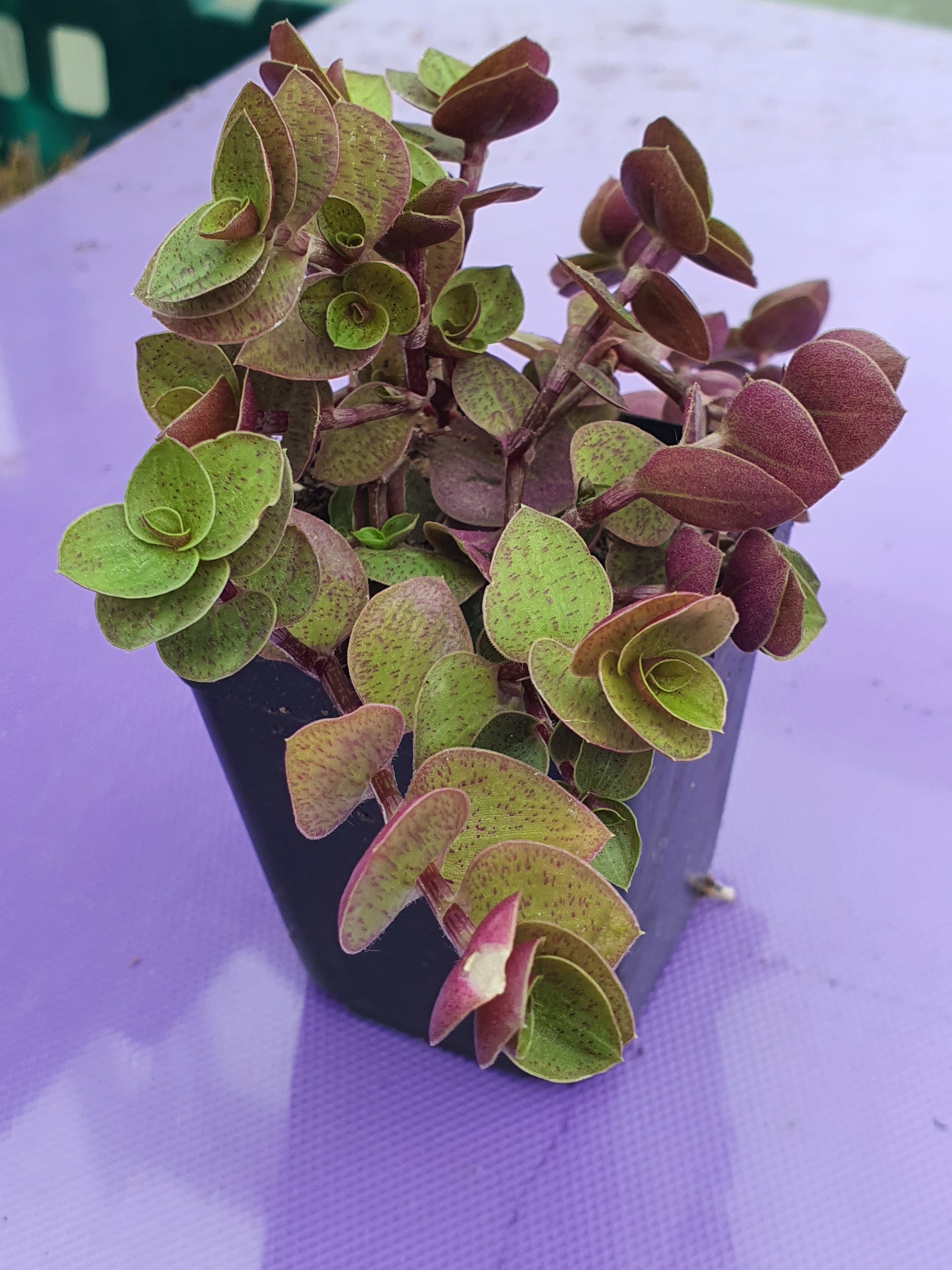 Callisia repens 'Gold'  - Turtle Vine