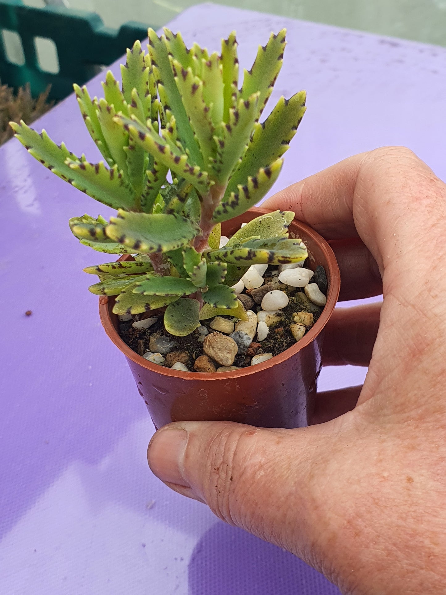 Kalanchoe tubiflora | Chandelier Plant |  Mother of Millions