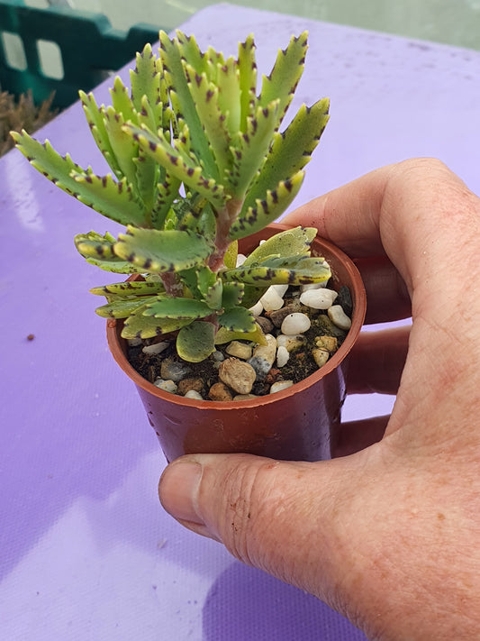 Kalanchoe tubiflora | Chandelier Plant |  Mother of Millions