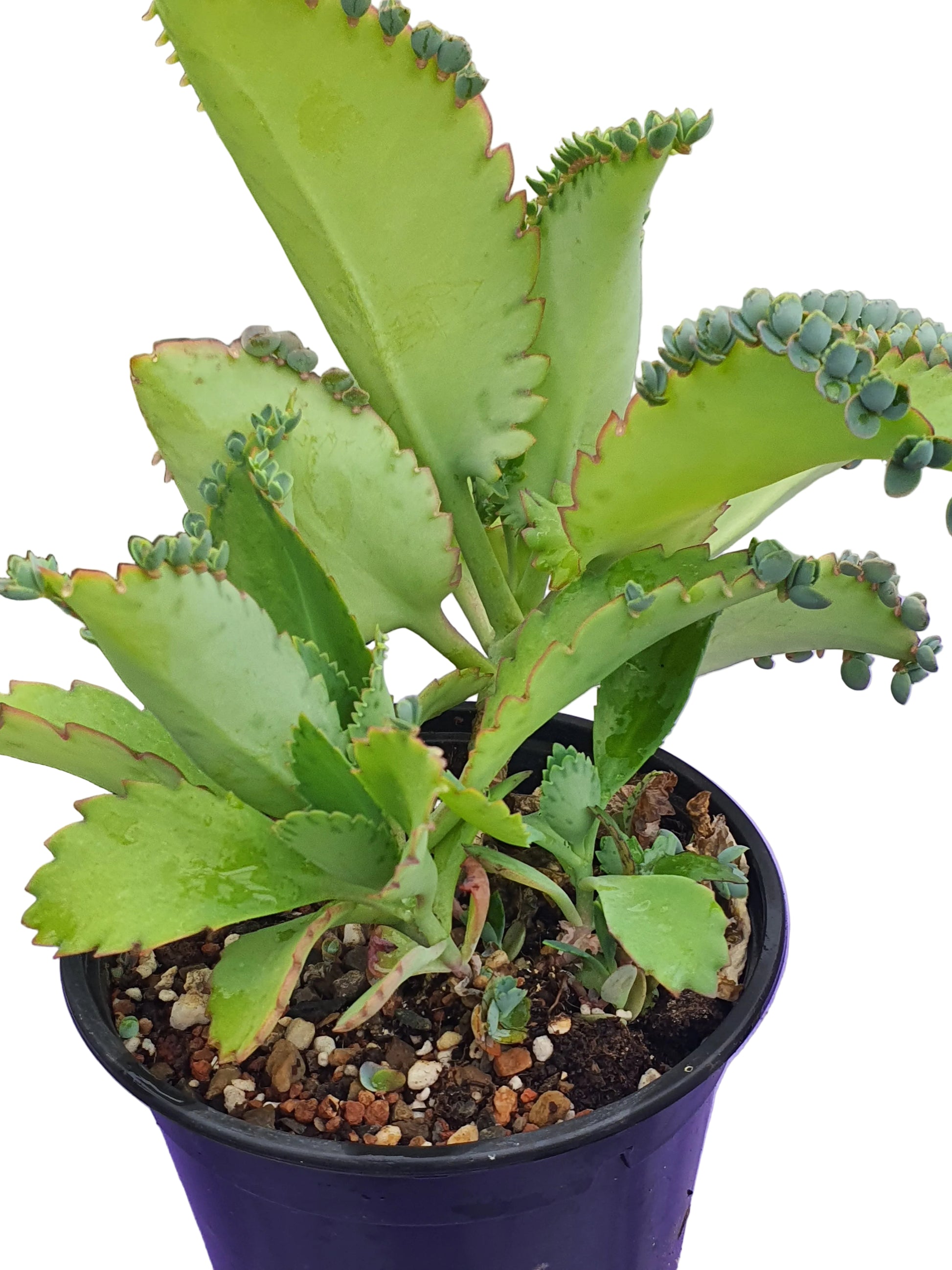 Kalanchoe laetivirens 