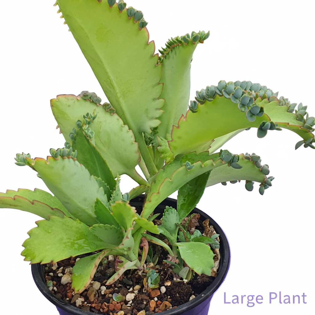 Kalanchoe laetivirens | Mother of Thousands - Plants