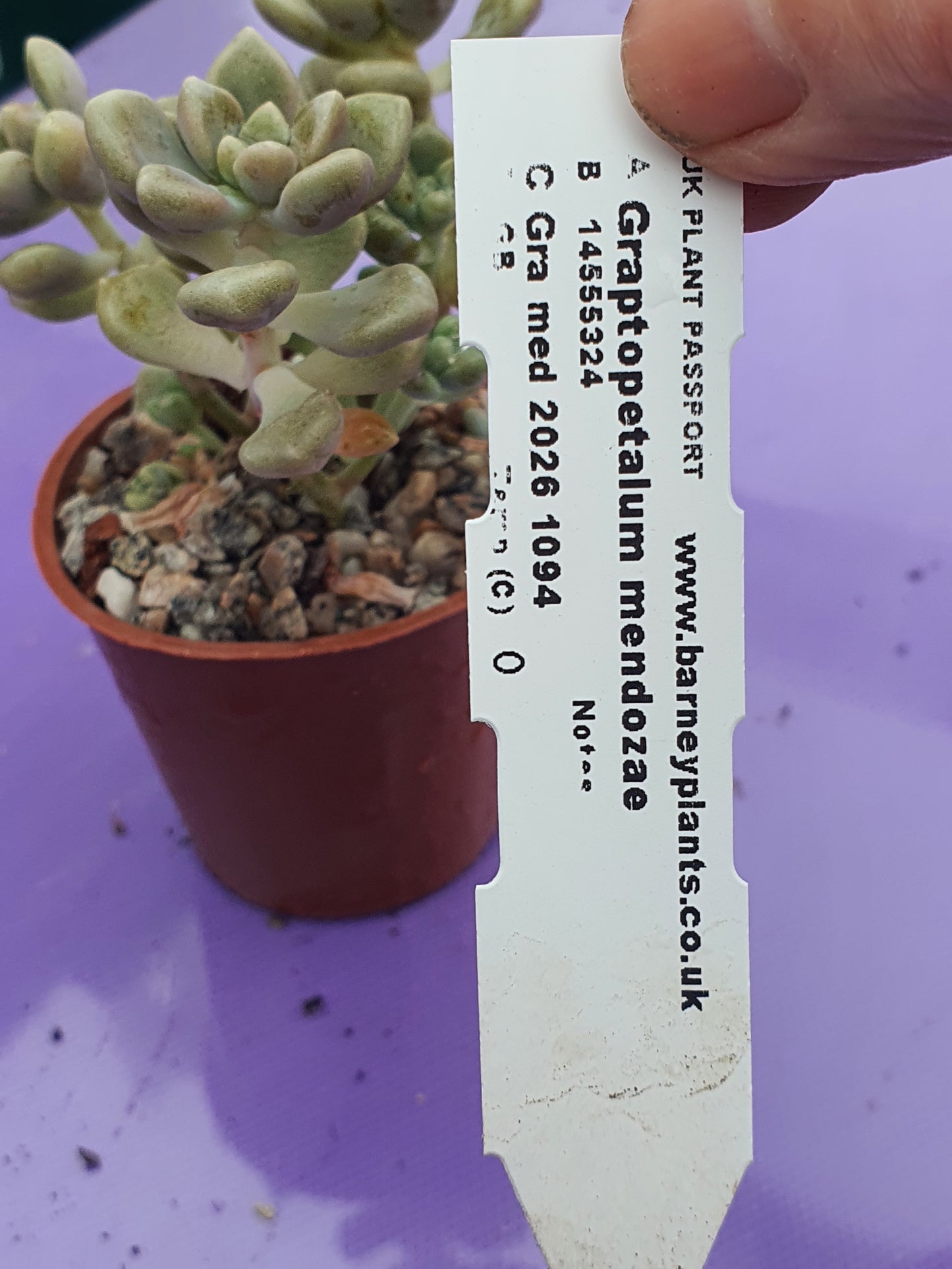 Graptopetalum mendozae