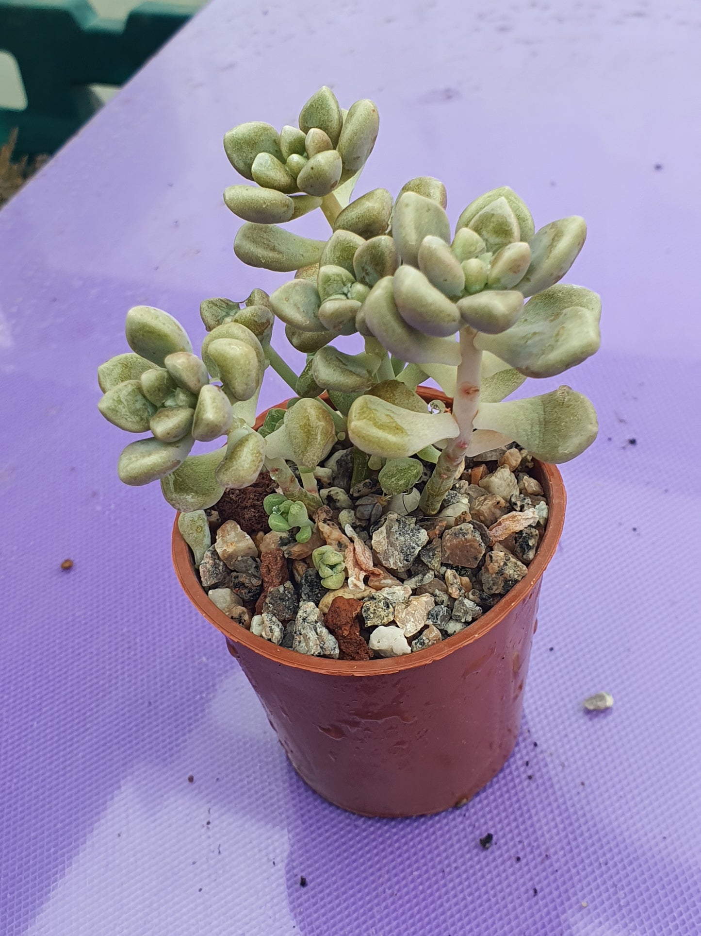 Graptopetalum mendozae