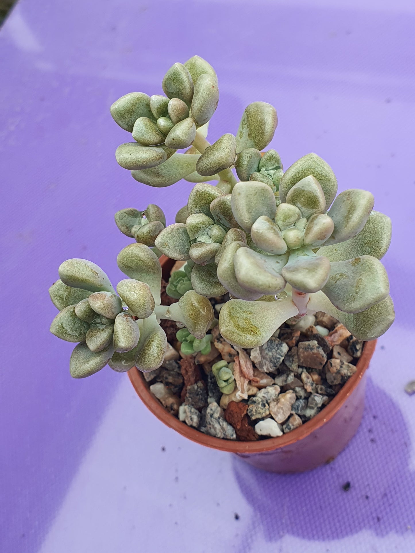 Graptopetalum mendozae