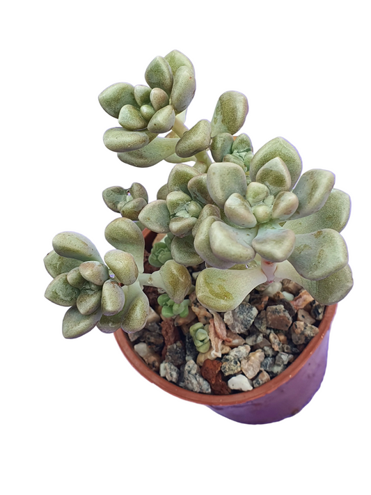 Graptopetalum mendozae