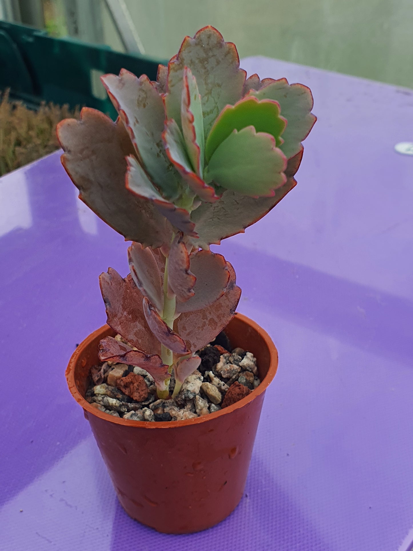 Kalanchoe  fedtschenkoi  | Lavender Scallops | (Bryophyllum) Succulent