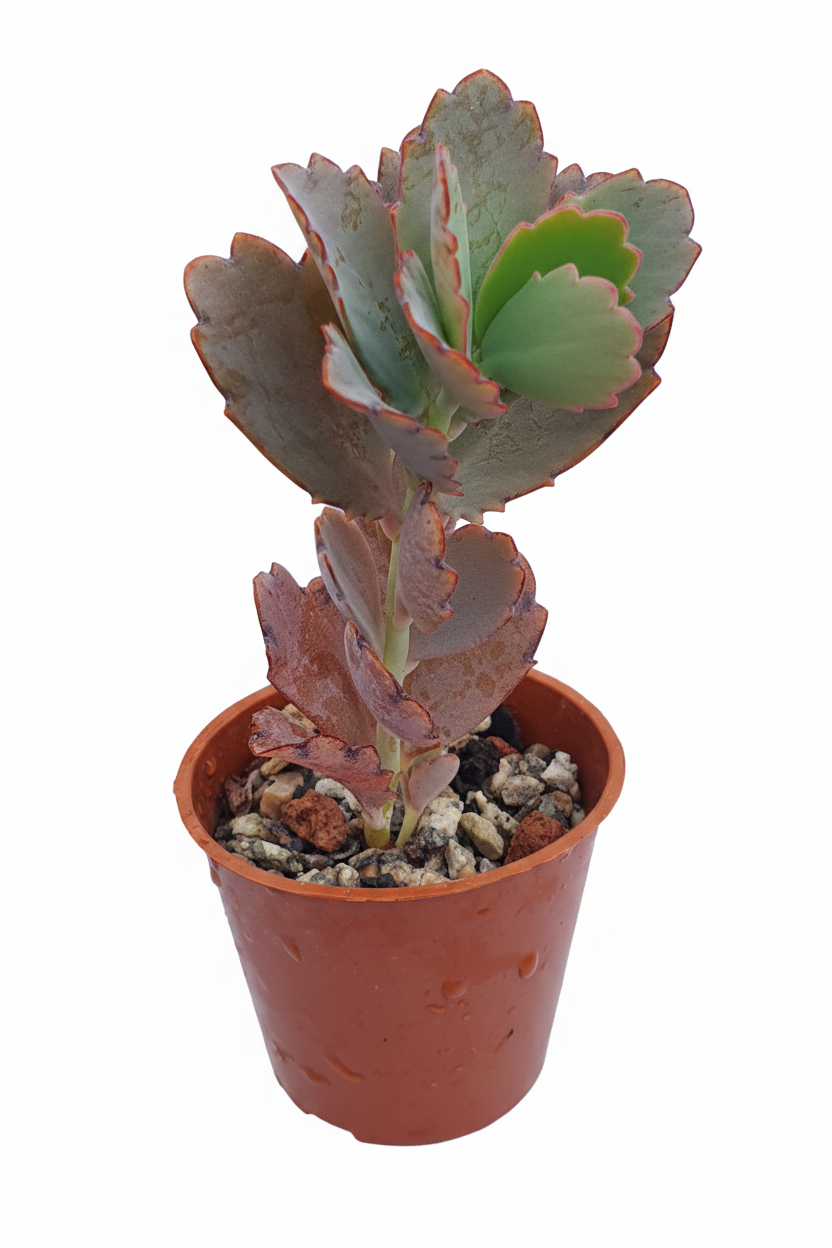 Kalanchoe  fedtschenkoi  | Lavender Scallops | (Bryophyllum) Succulent