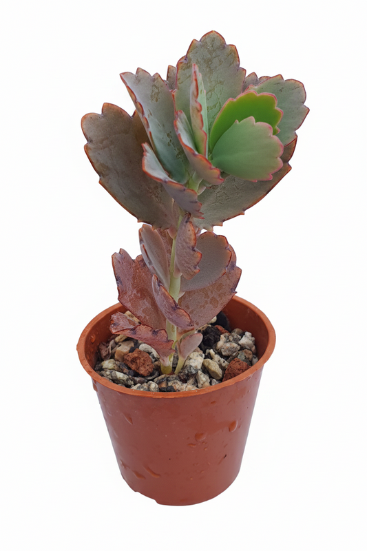Kalanchoe  fedtschenkoi  | Lavender Scallops | (Bryophyllum) Succulent