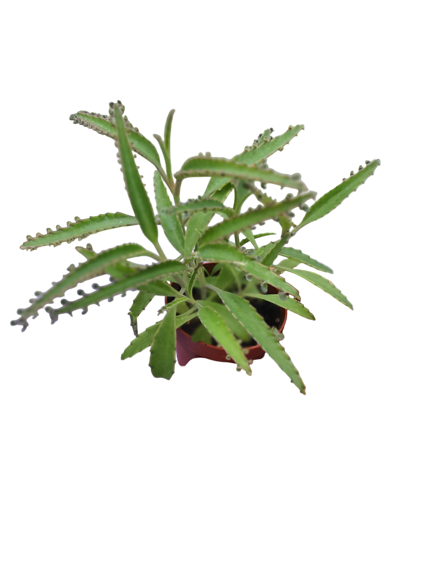 Kalanchoe 'Octopus' (Rare Mother of thousands 'Octopus' - Plug plant