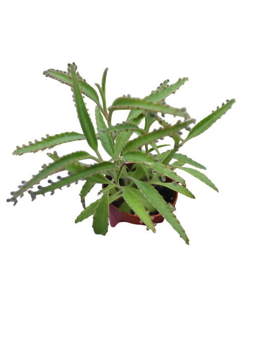 Kalanchoe 'Octopus' (Rare Mother of thousands 'Octopus' - Plant