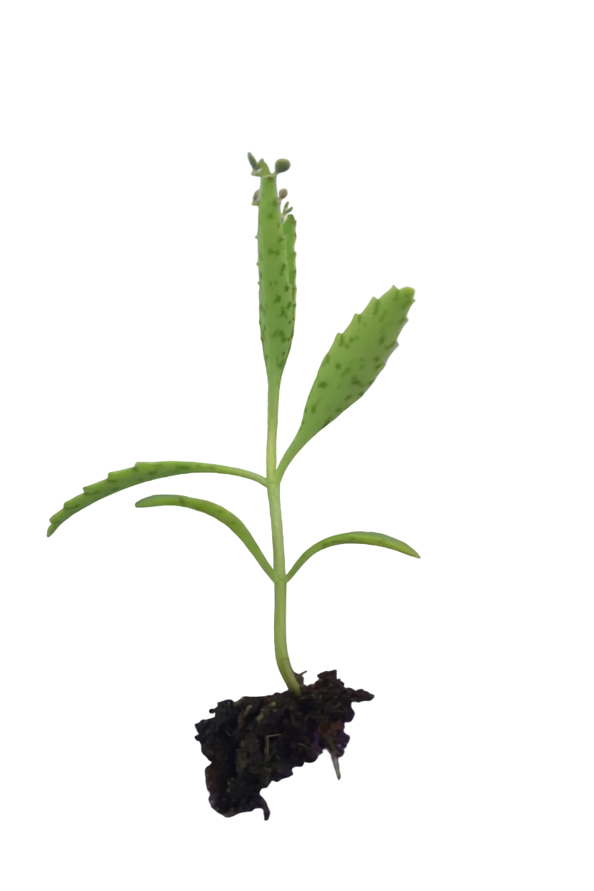 Kalanchoe 'Octopus' (Rare Mother of thousands) - Plug plant / Plantlets