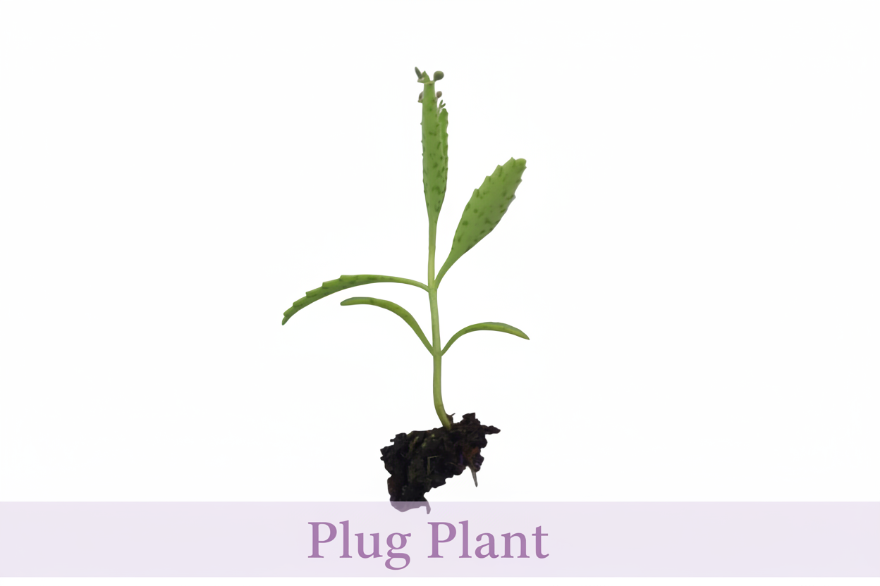 Kalanchoe 'Octopus' (Rare Mother of thousands) - Plug plant / Plantlets