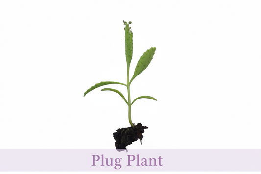 Kalanchoe 'Octopus' (Rare Mother of thousands) - Plug plant / Plantlets