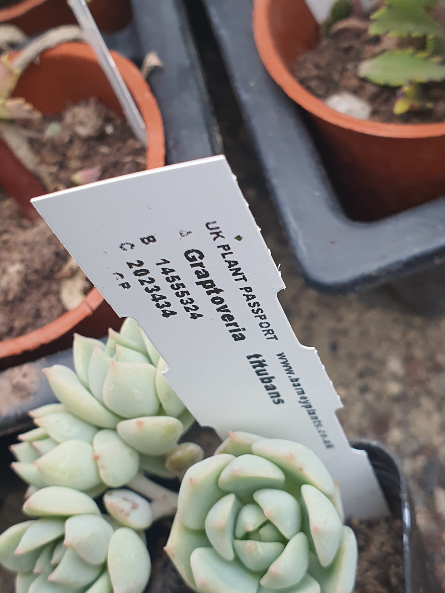 xGraptoveria 'Titubans'