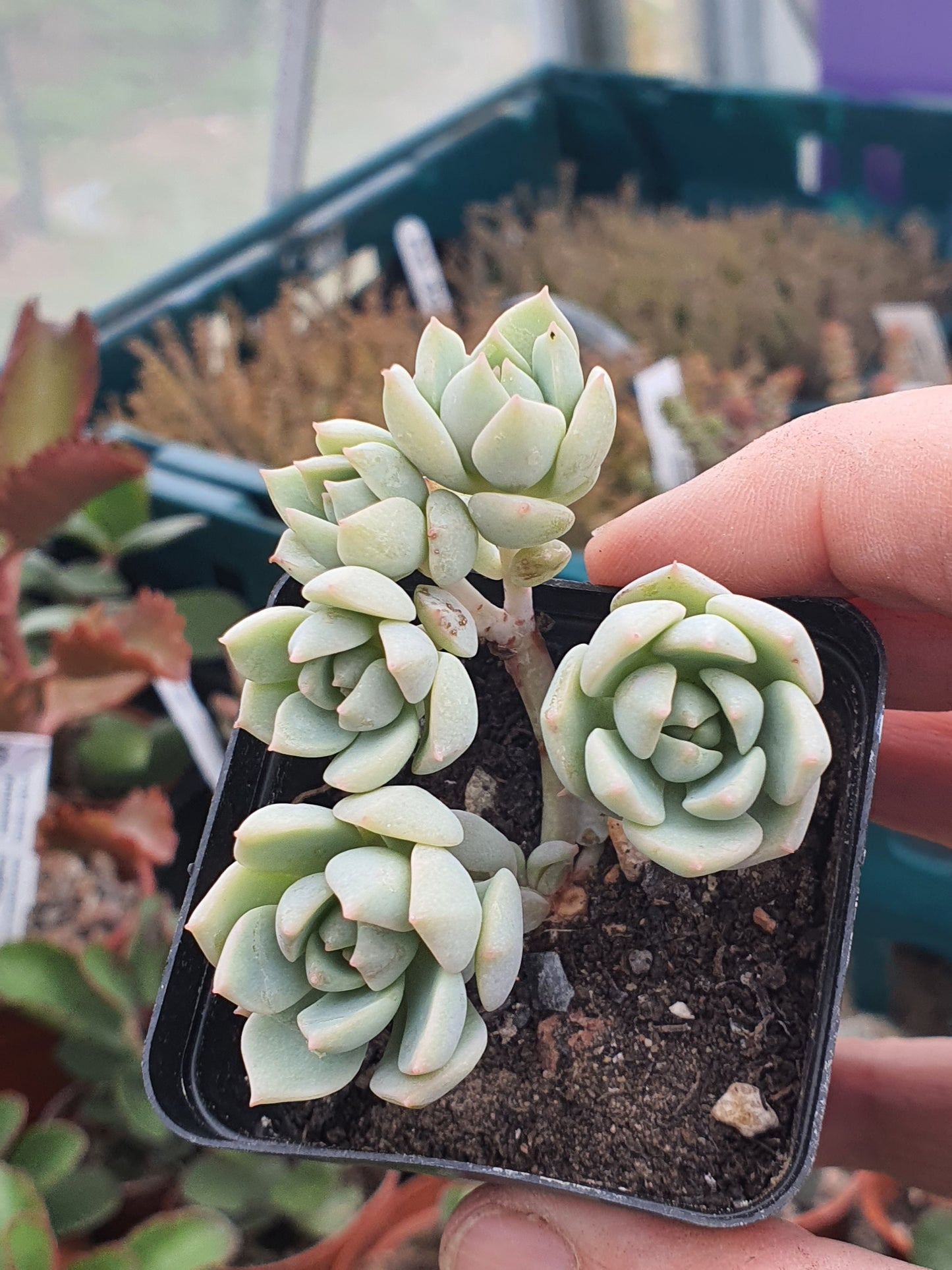 xGraptoveria 'Titubans'