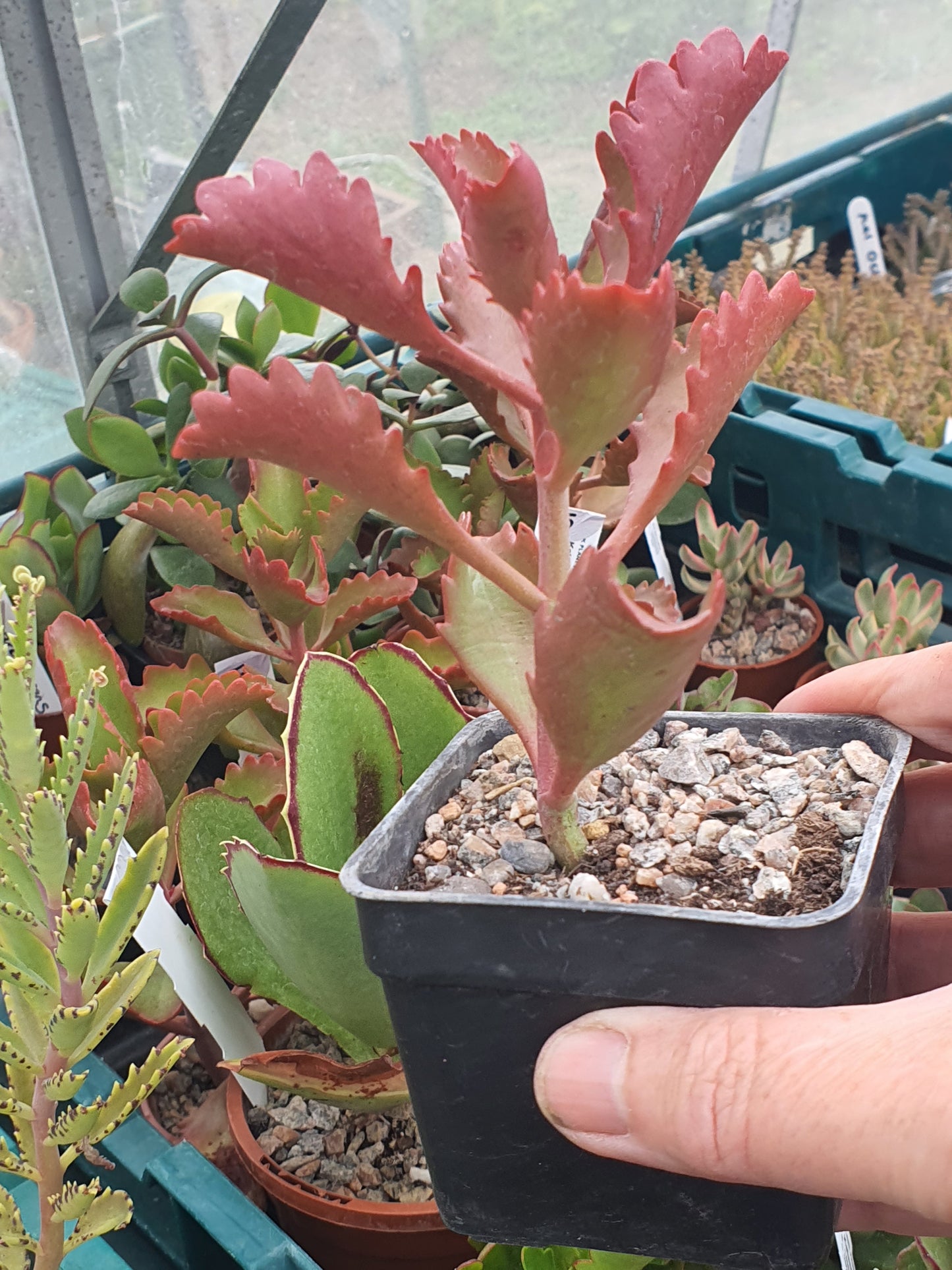Kalanchoe longiflora
