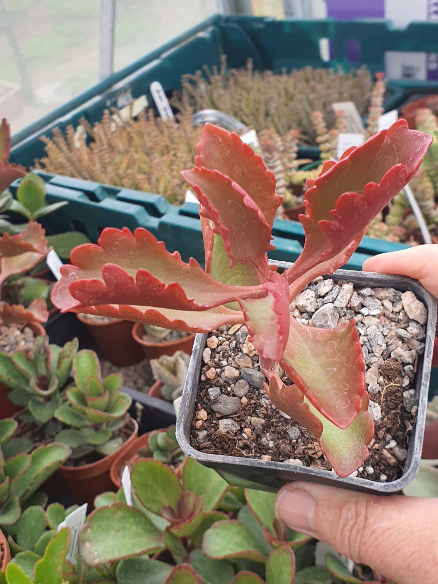 Kalanchoe longiflora