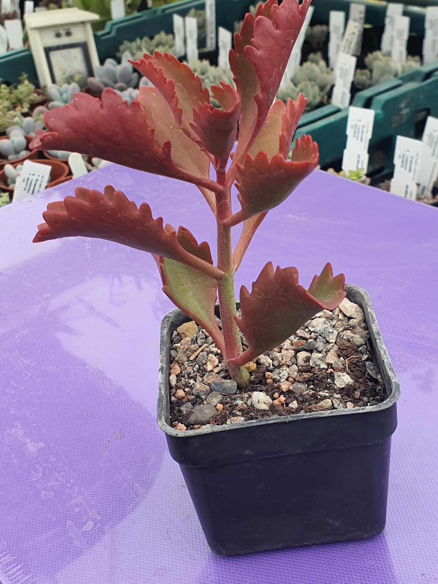 Kalanchoe longiflora