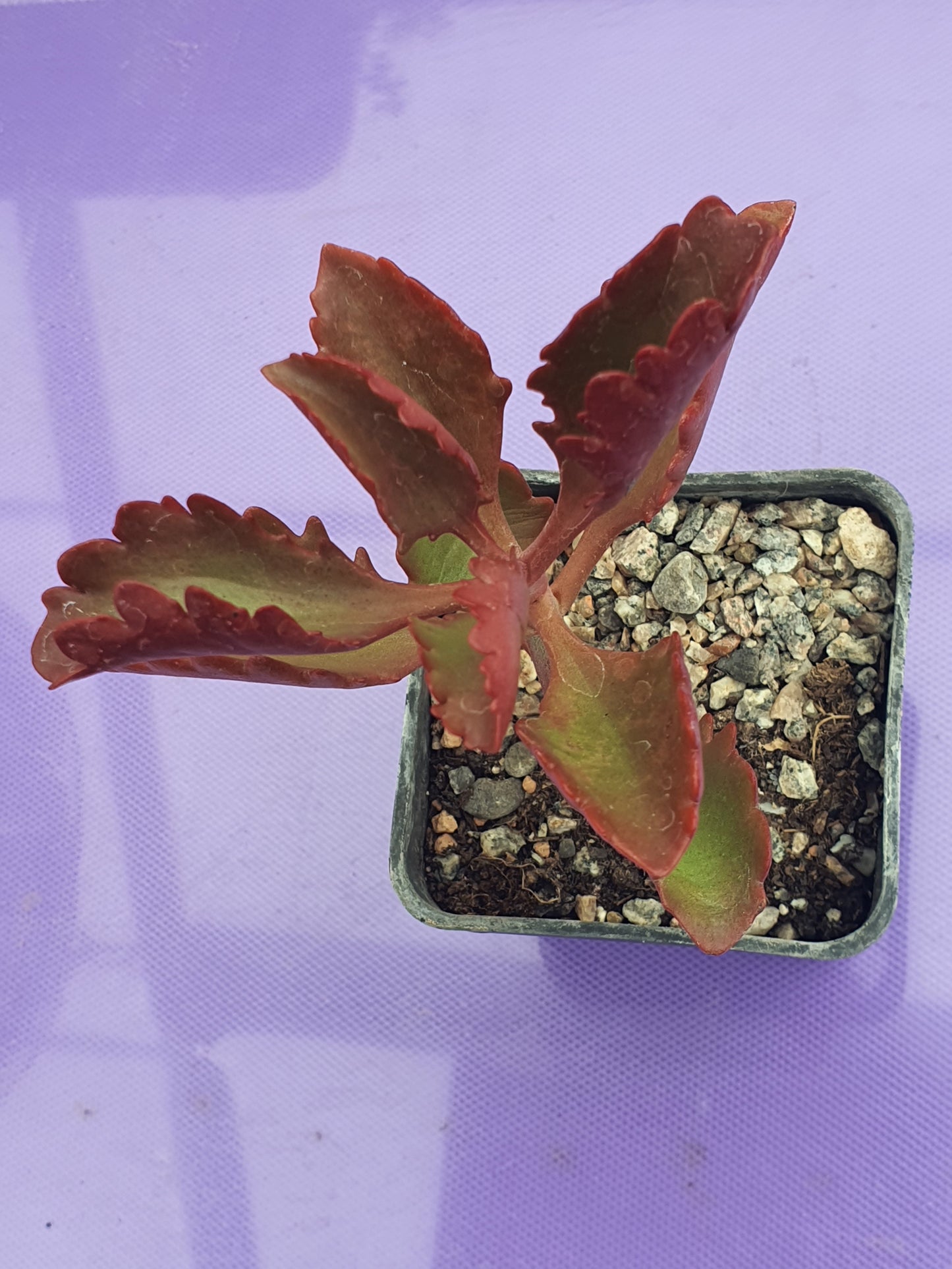 Kalanchoe longiflora
