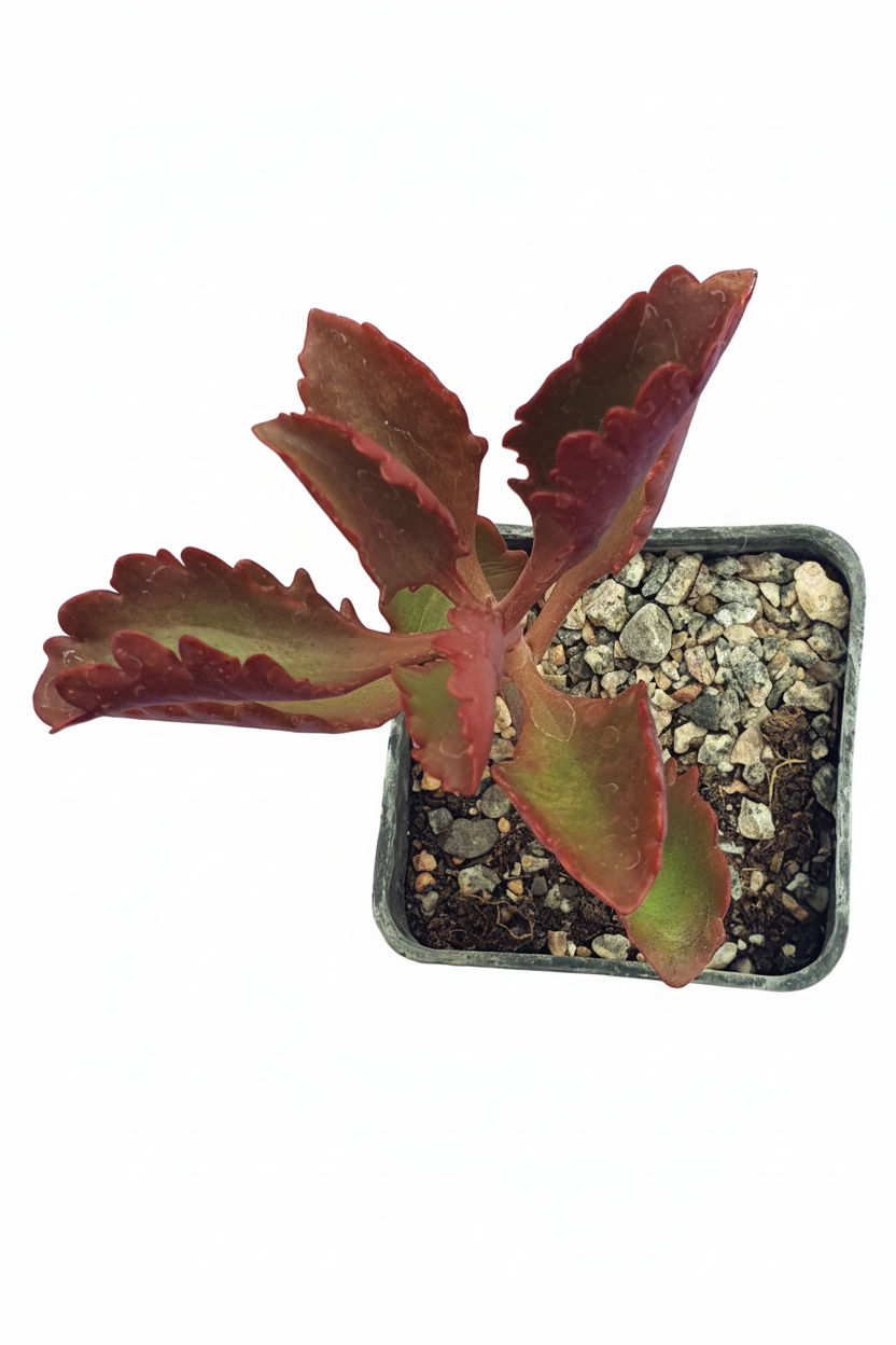 Kalanchoe longiflora