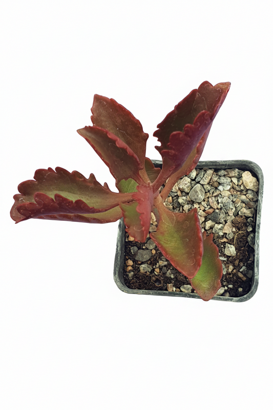 Kalanchoe longiflora