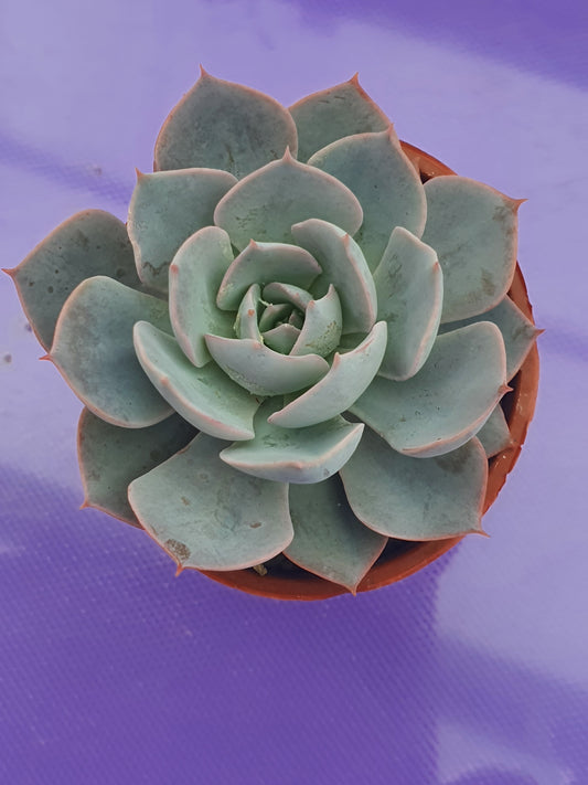 Echeveria 'Lilacina'