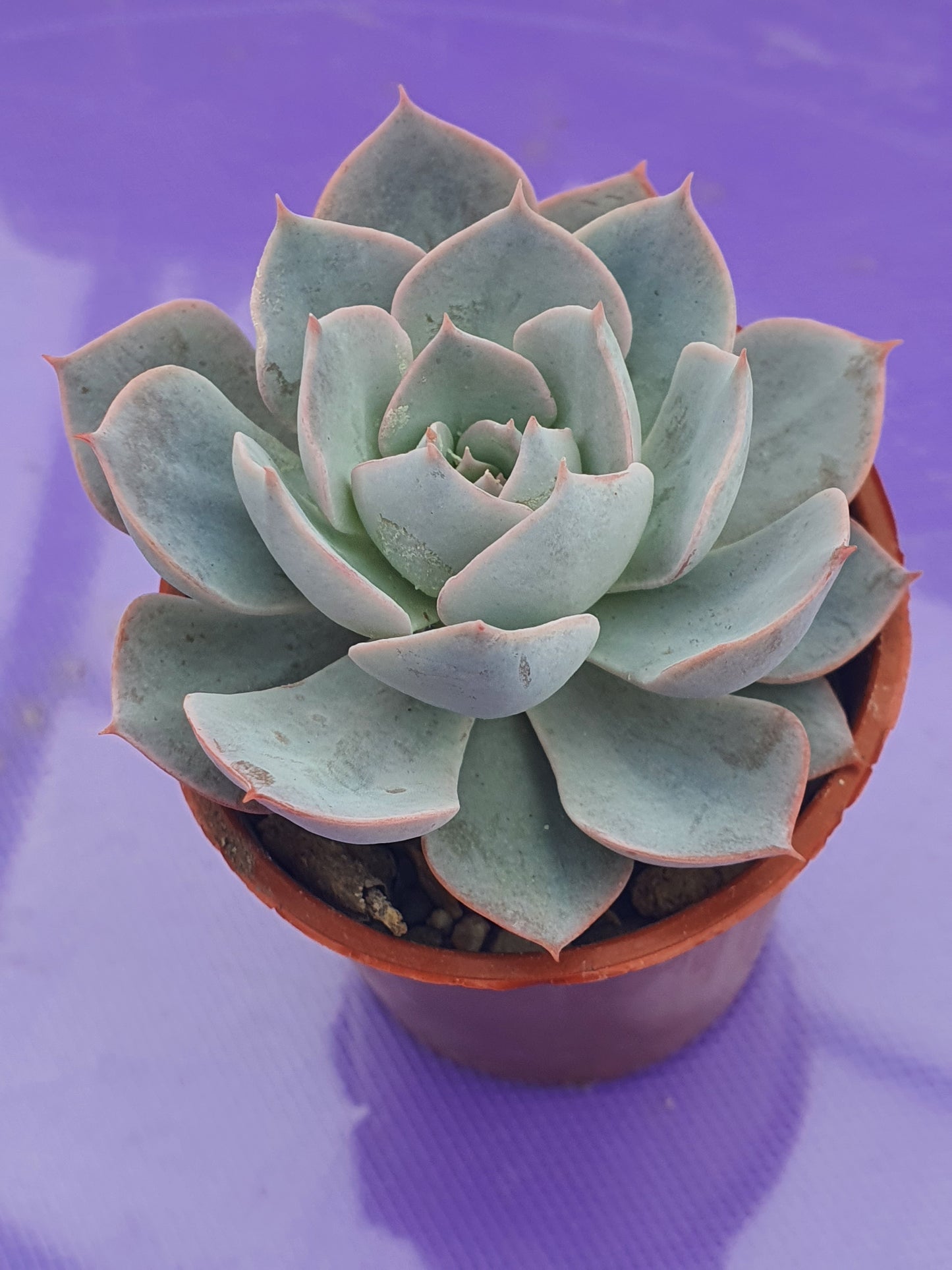 Echeveria 'Lilacina'