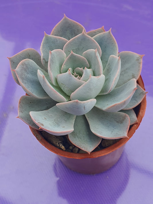 Echeveria 'Lilacina'