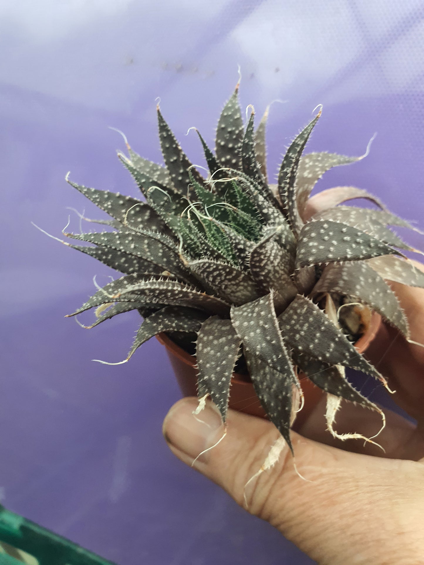 Aristaloe aristata| Lace Aloe | Aloe arisitata |Cold Hardy Succulent