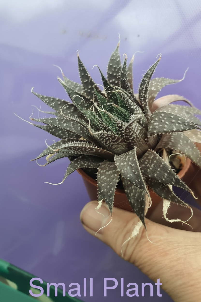 Aristaloe aristata| Lace Aloe | Aloe arisitata |Cold Hardy Succulent