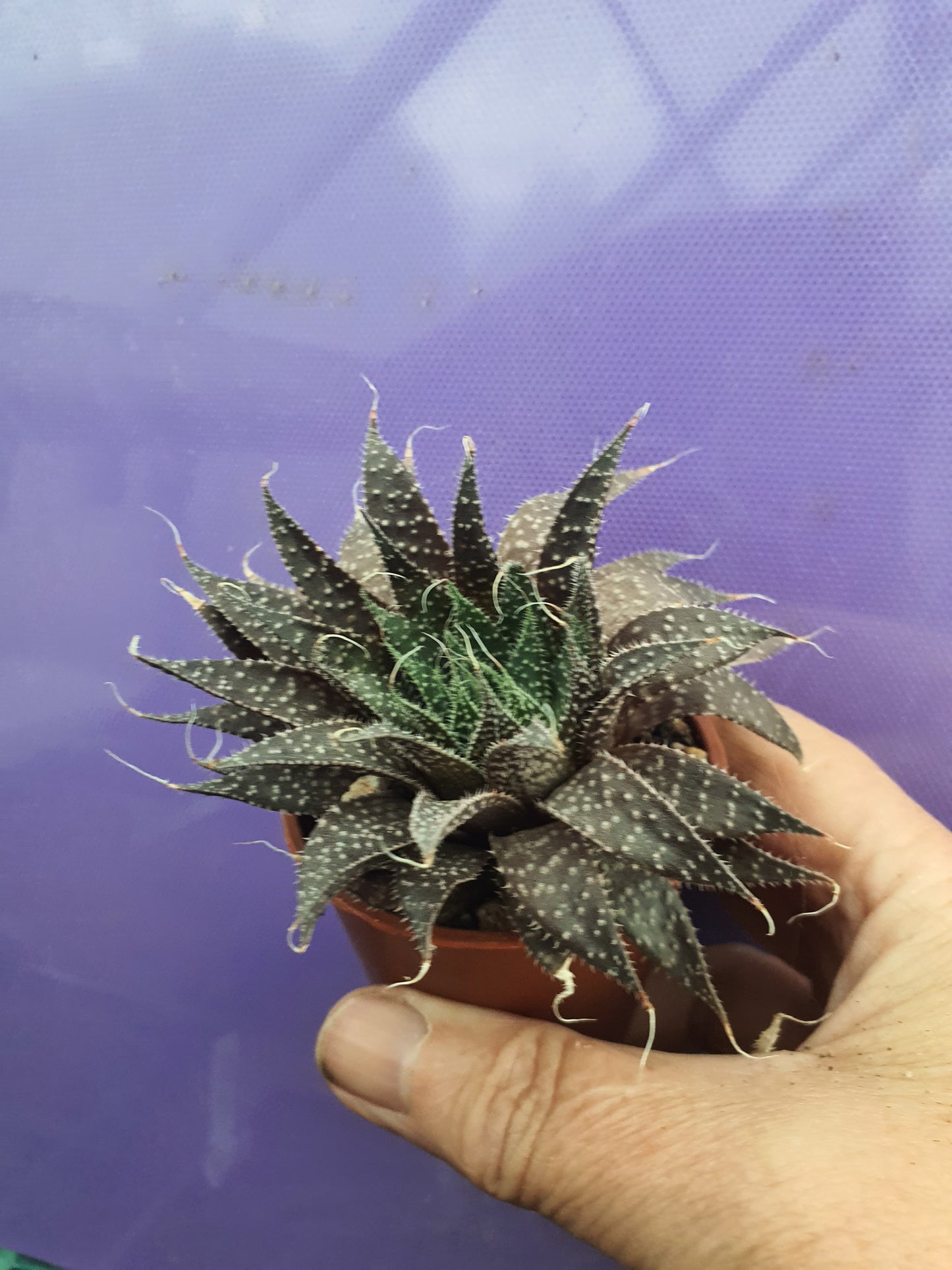 Aristaloe aristata| Lace Aloe | Aloe arisitata |Cold Hardy Succulent