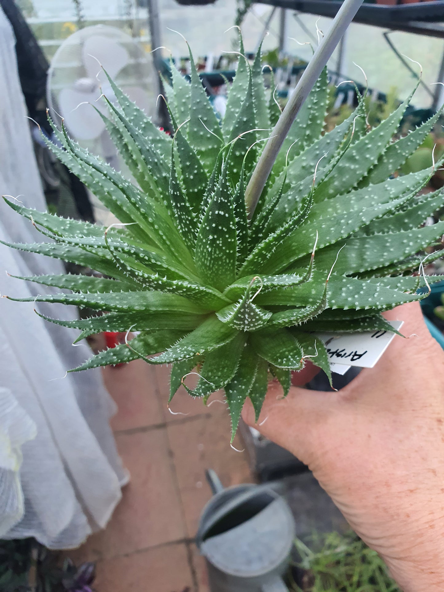 Aristaloe aristata| Lace Aloe | Aloe arisitata |Cold Hardy Succulent
