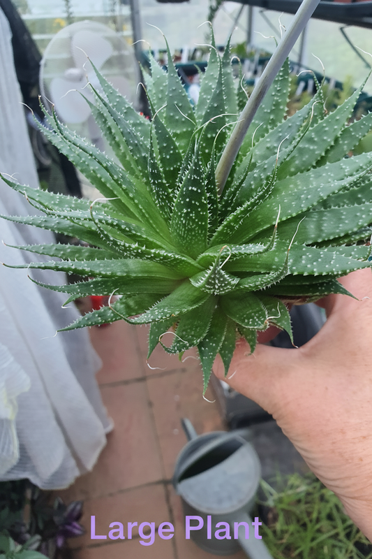 Aristaloe aristata| Lace Aloe | Aloe arisitata |Cold Hardy Succulent
