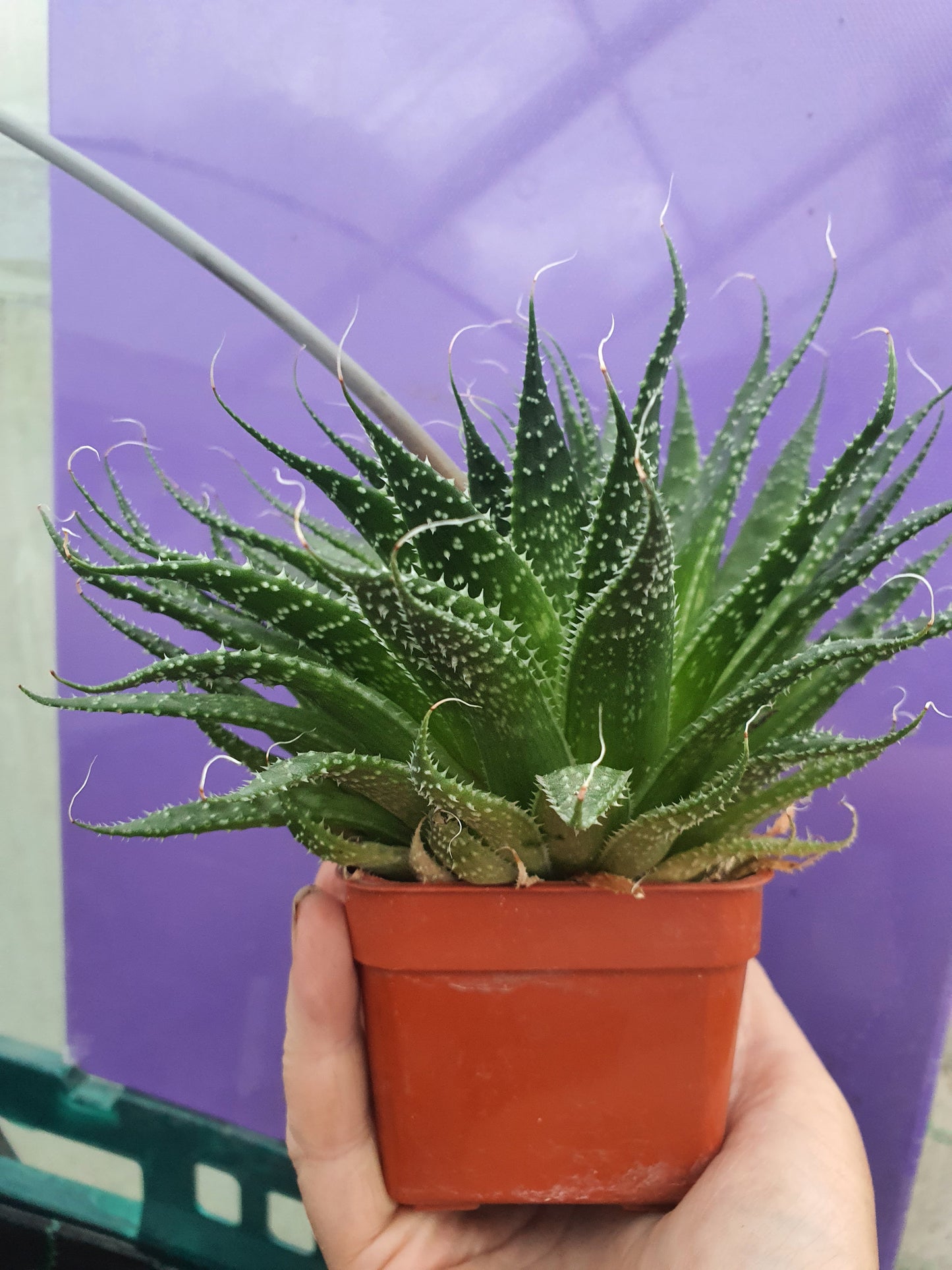 Aristaloe aristata| Lace Aloe | Aloe arisitata |Cold Hardy Succulent