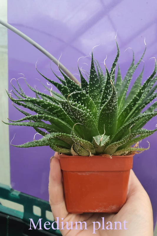 Aristaloe aristata| Lace Aloe | Aloe arisitata |Cold Hardy Succulent