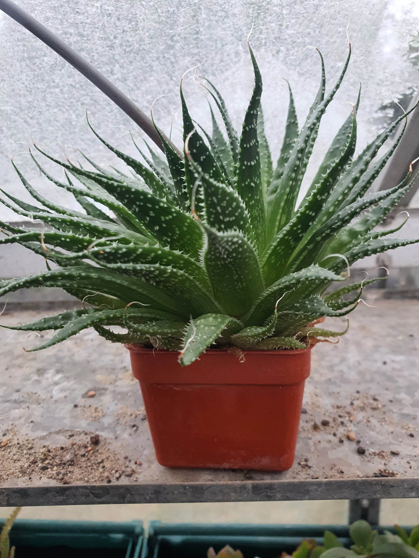Aristaloe aristata| Lace Aloe | Aloe arisitata |Cold Hardy Succulent