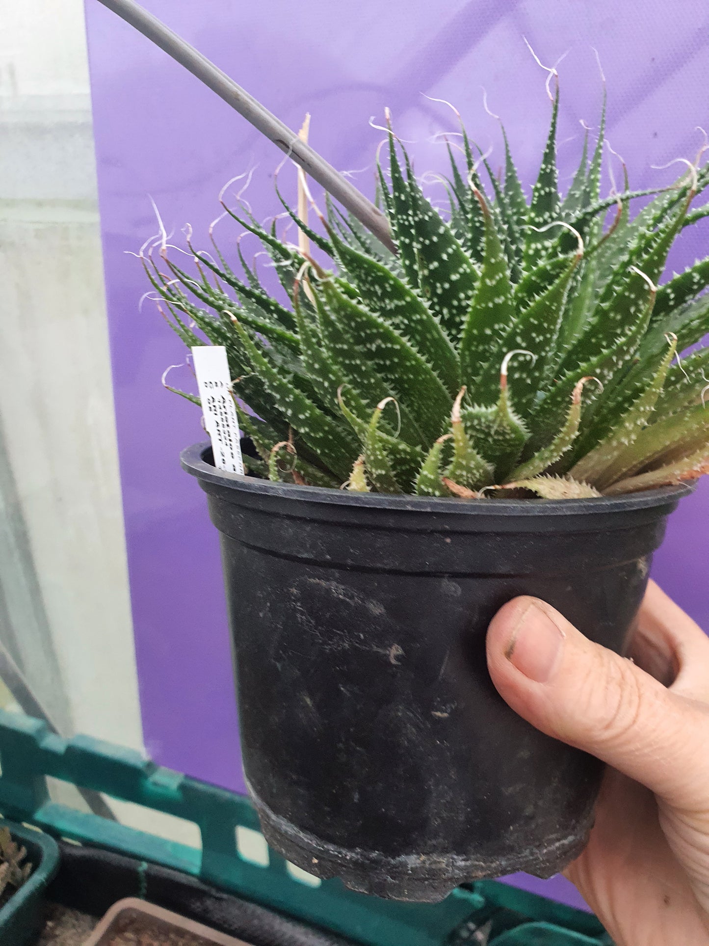 Aristaloe aristata| Lace Aloe | Aloe arisitata |Cold Hardy Succulent