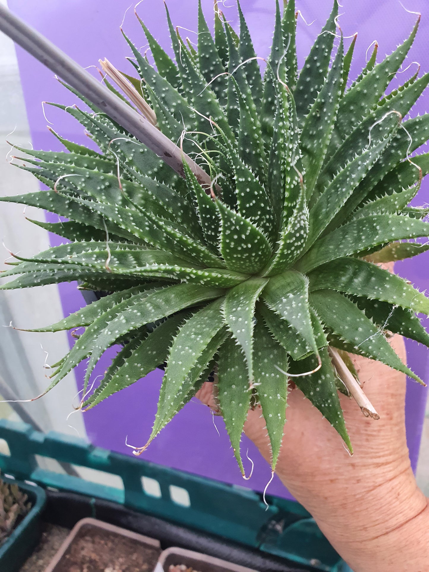 Aristaloe aristata| Lace Aloe | Aloe arisitata |Cold Hardy Succulent