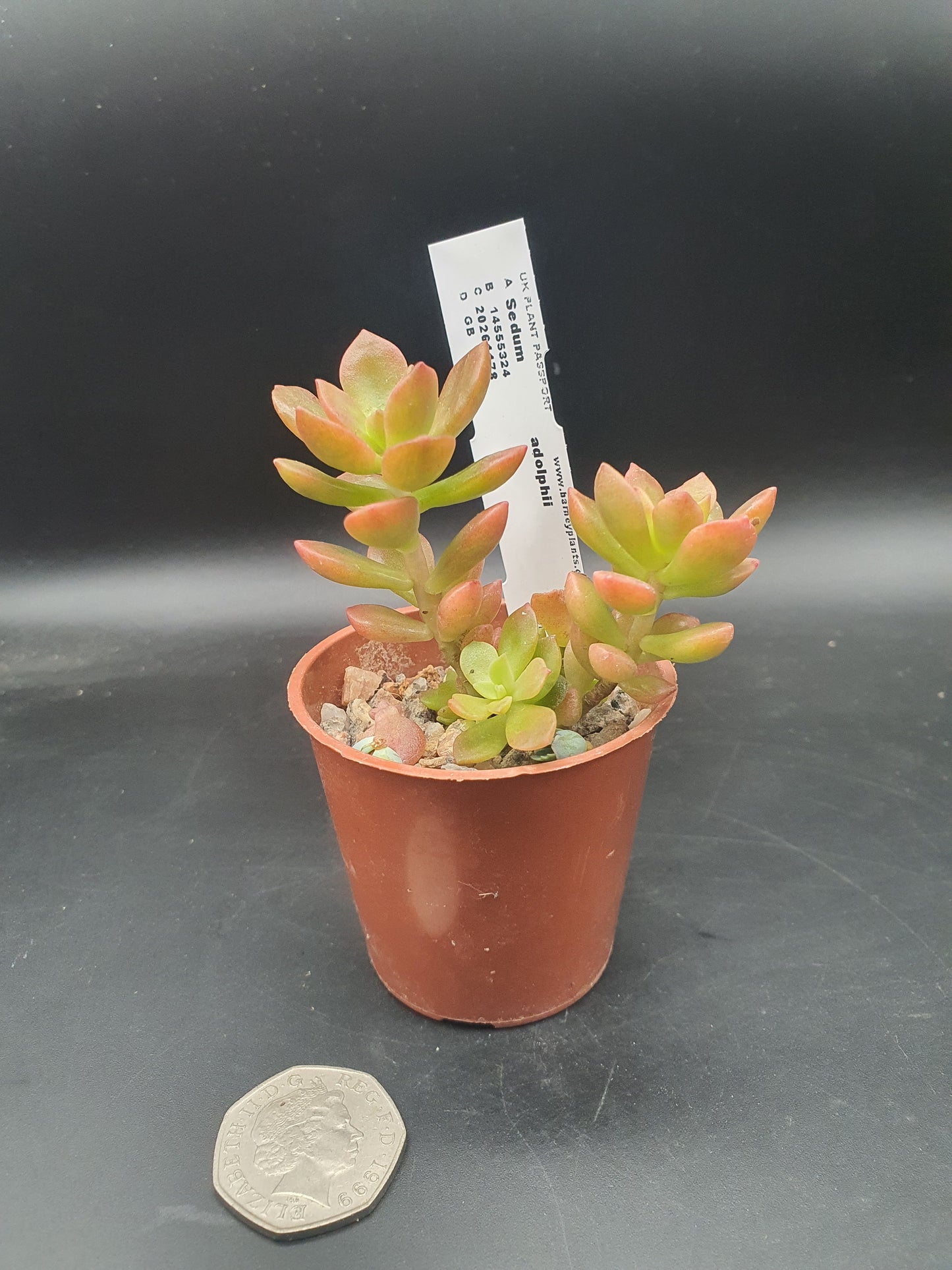 Sedum adolphii - Golden Sedum - Firestorm sedum