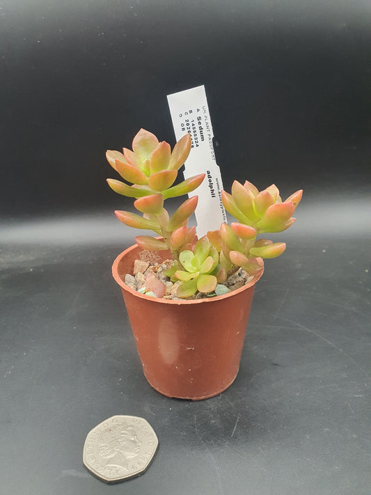 Sedum adolphii - Golden Sedum - Firestorm sedum