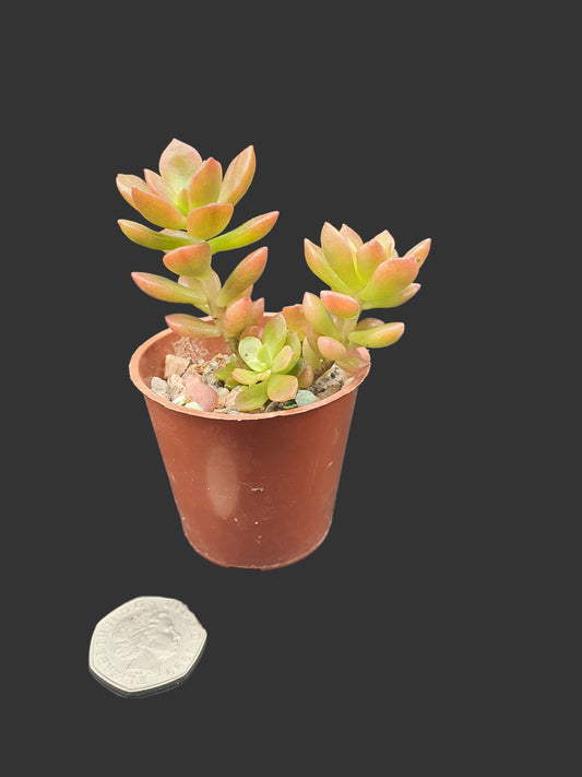 Sedum adlophii- firestorm sedum - A lovely succulent in soft ora