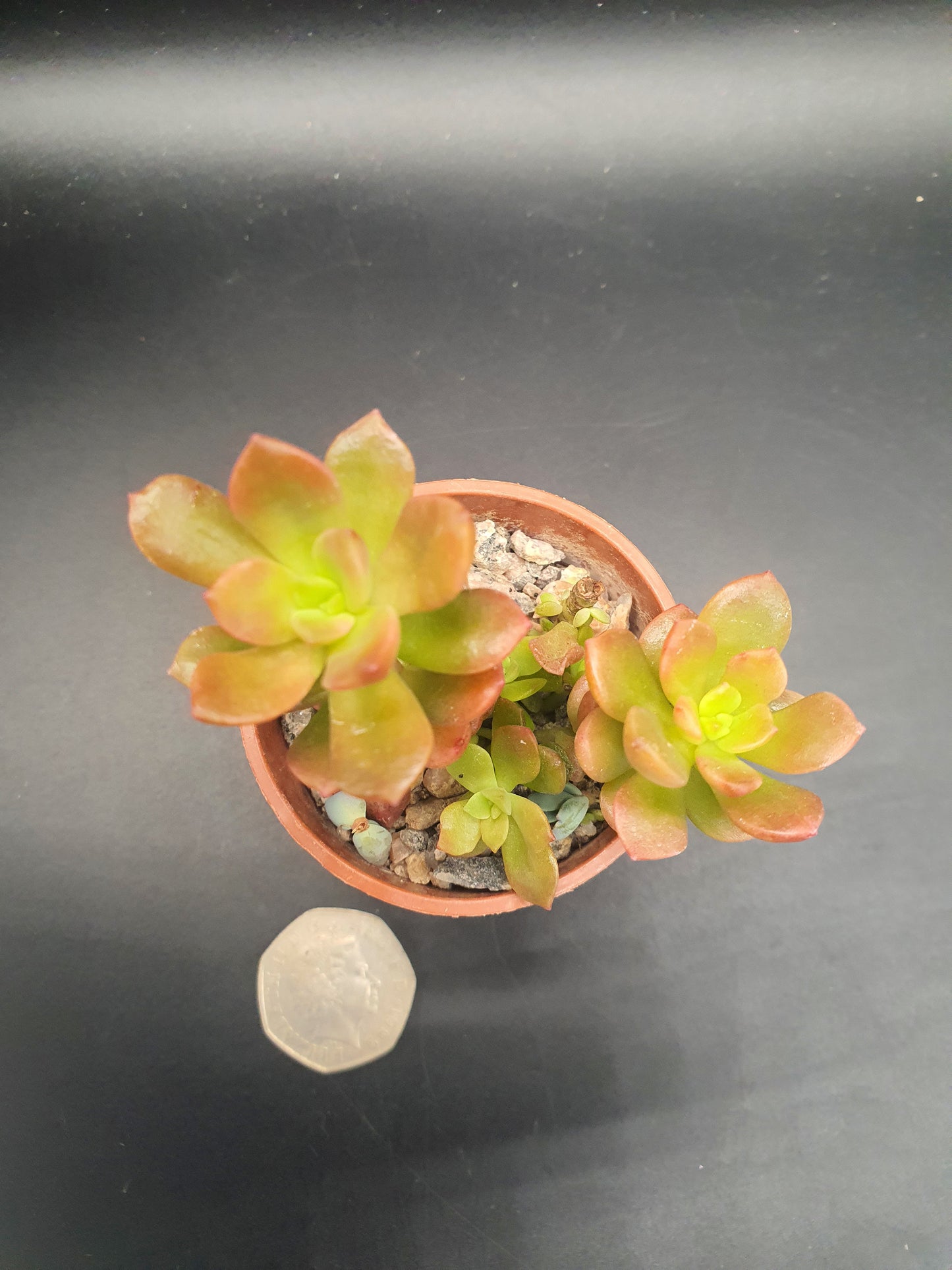 Sedum adolphii - Golden Sedum - Firestorm sedum
