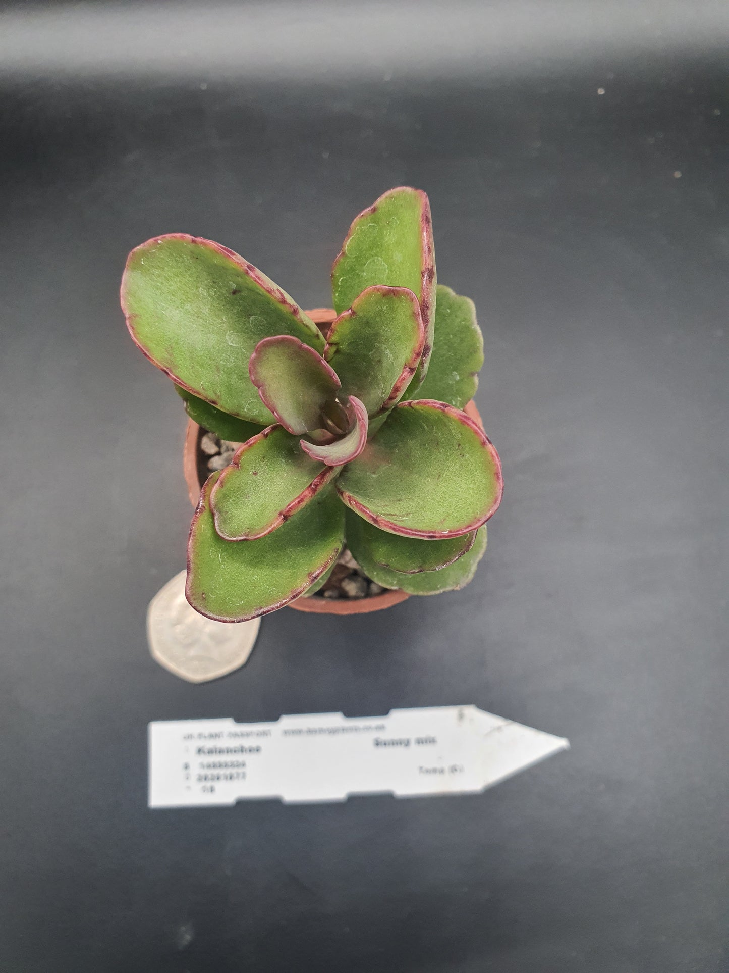 Kalanchoe  'Sunny Mix'