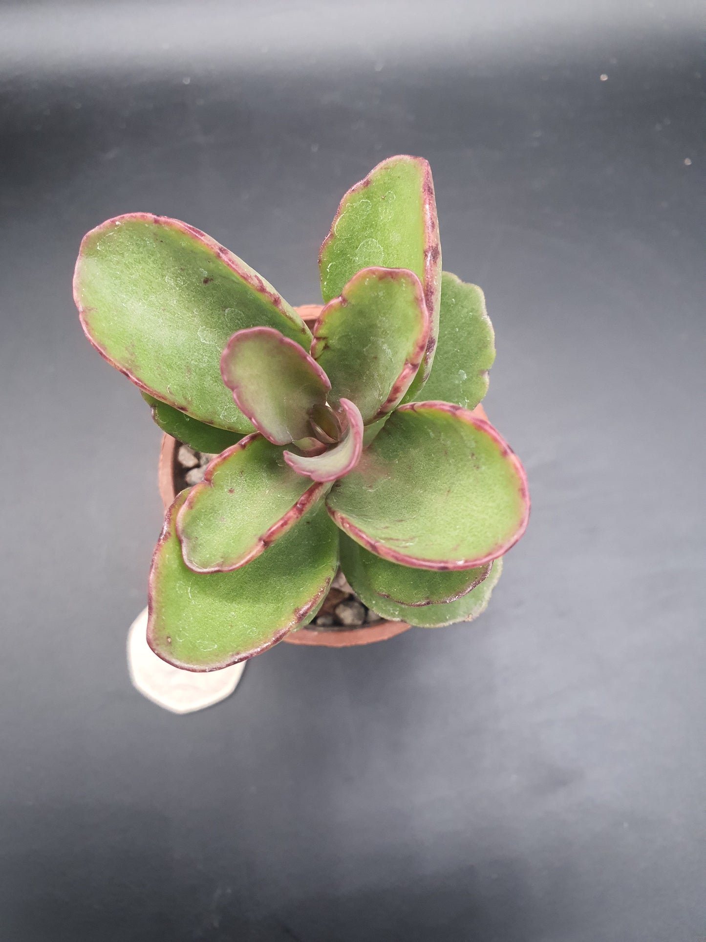 Kalanchoe  'Sunny Mix'