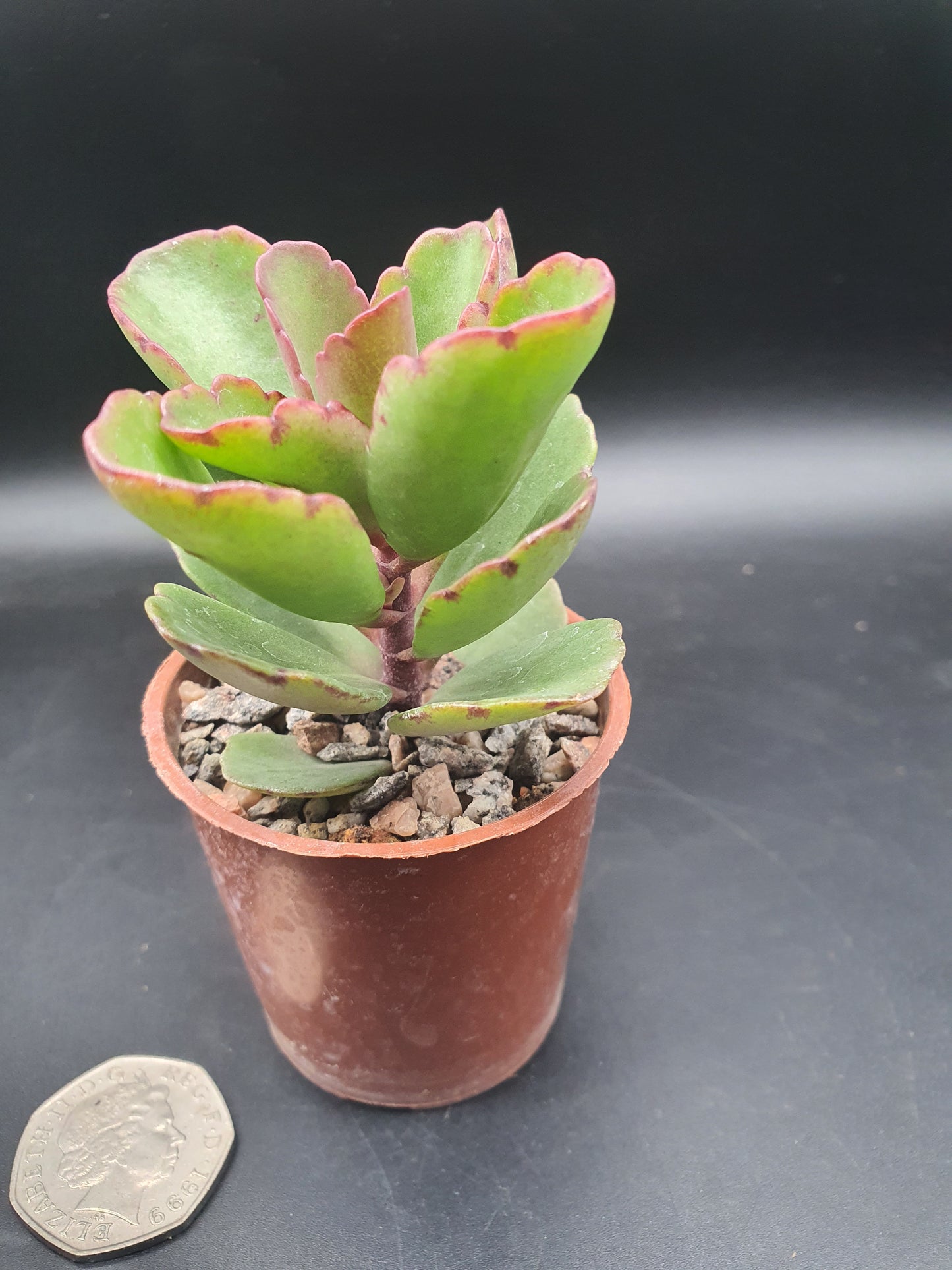 Kalanchoe  'Sunny Mix'