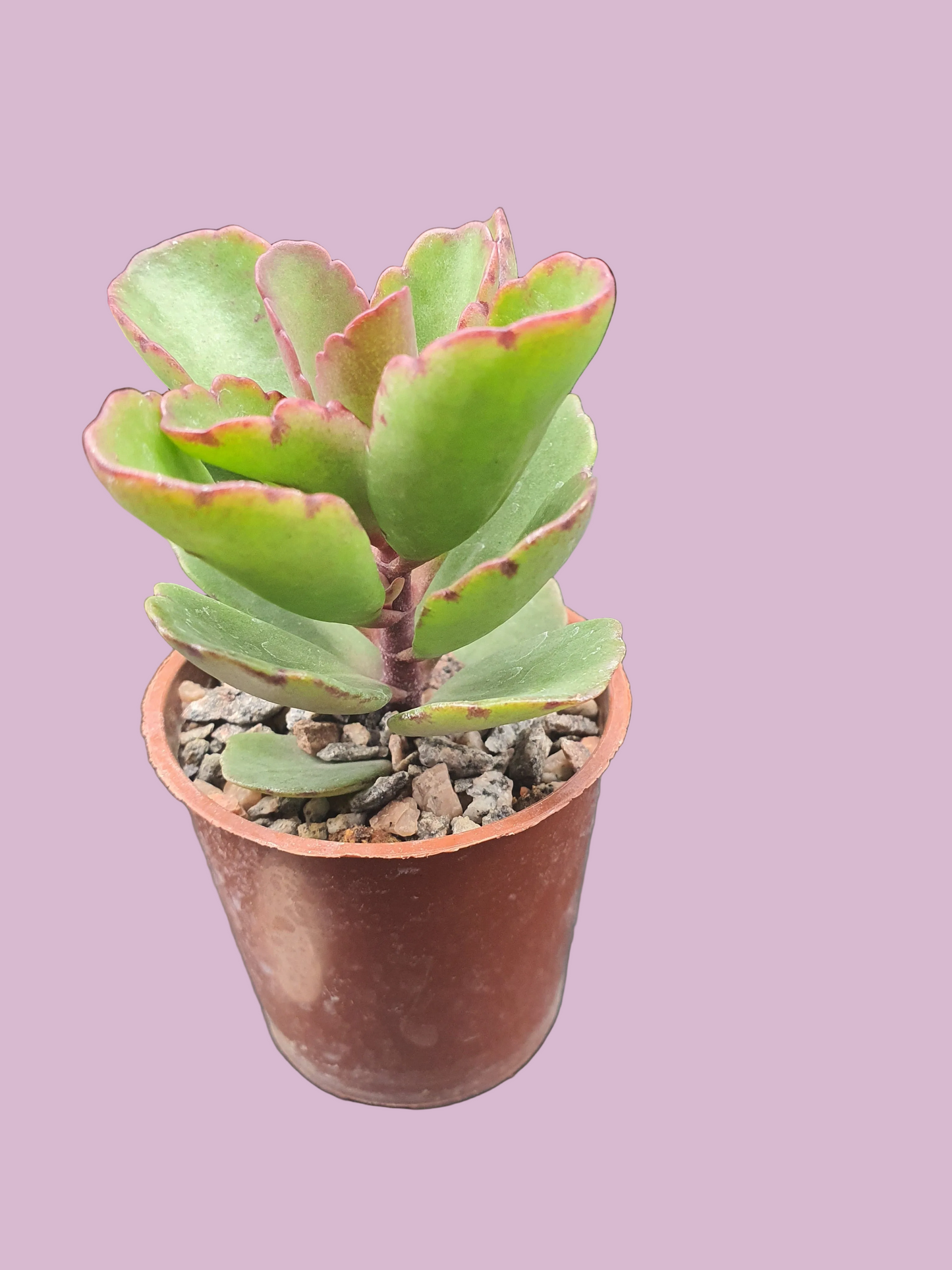 Kalanchoe 'Sunny Mix'