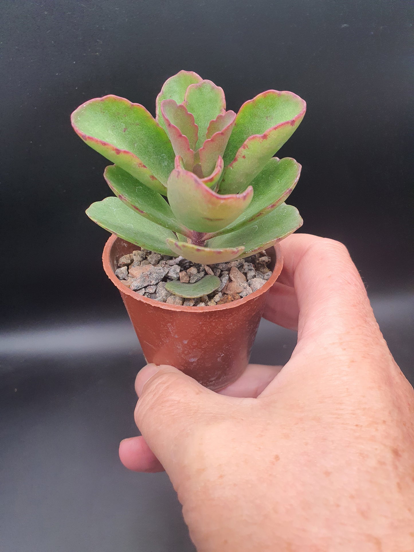 Kalanchoe  'Sunny Mix'