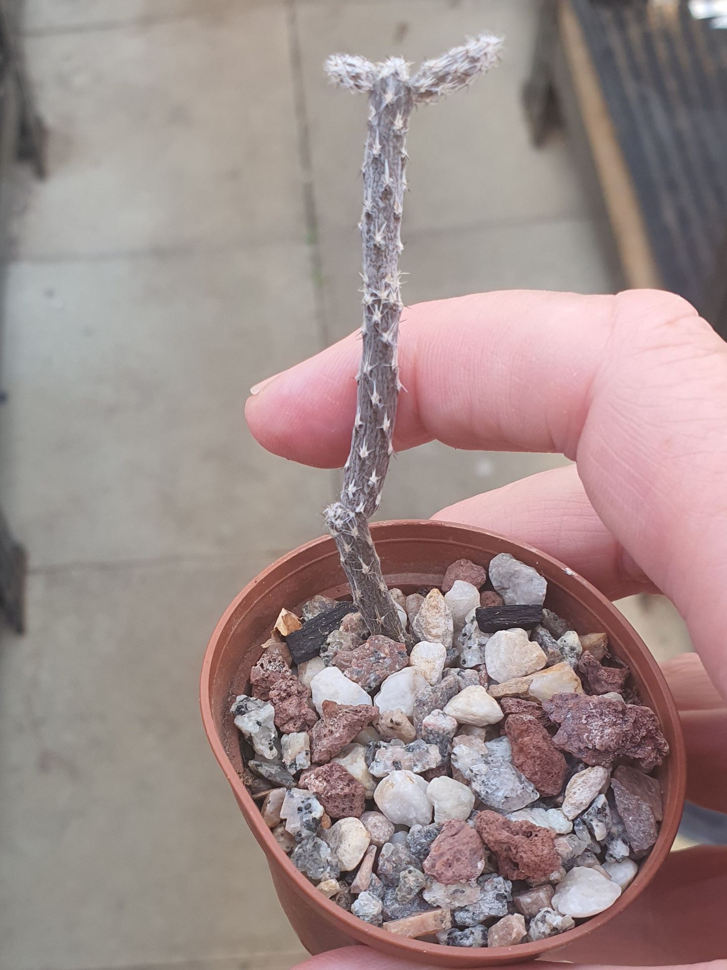 Pterocactus tuberosus